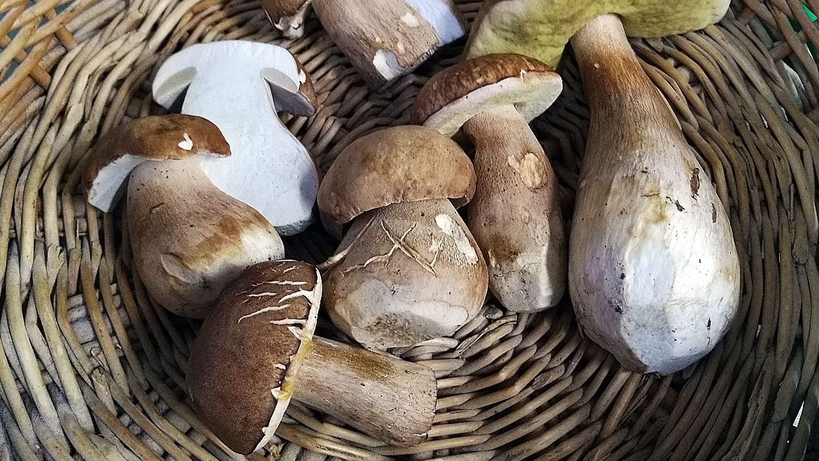 What are the mushrooms of Czech Republic?